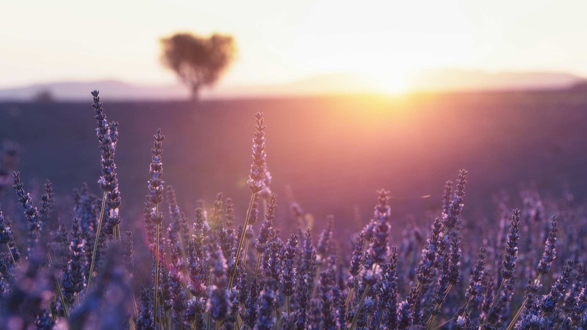 Un champ de lavande en Provence au coucher du soleil